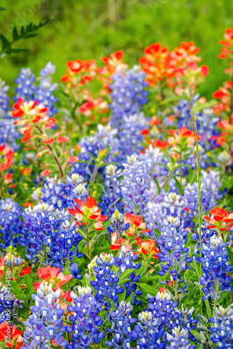 Spring wildflowers in Llano, Texas  photo