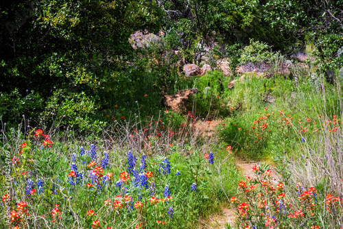 Spring wildflowers in Llano, Texas 