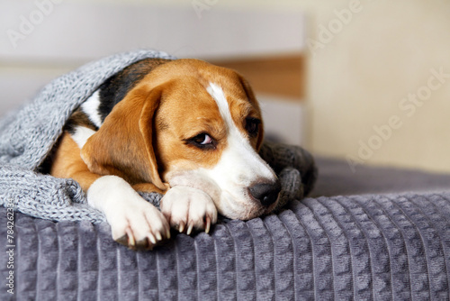A beagle dog is lying on the bed under a gray knitted blanket. Cold air temperature at home. The concept of heating a house in cold winter or autumn.