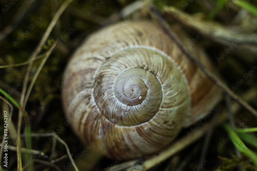 Snail in the forest. Shallow depth of field. Snail in the forest. Shallow depth of field.