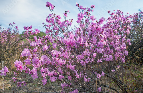 Rhododendron dauricum flowers with background of mountain slopes and blue sky. photo