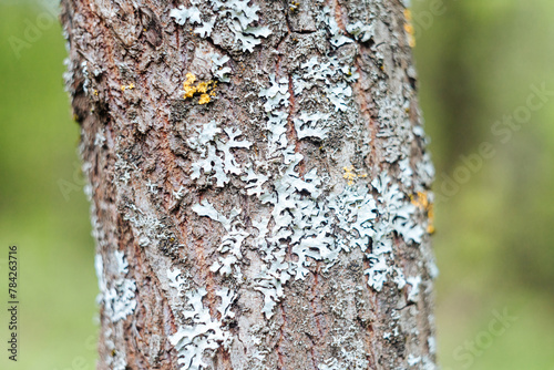 the trunk of the tree is covered with white lichen, and fungus. sick young tree.