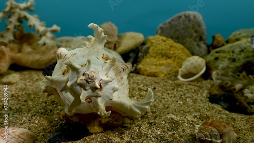 Chicoreus Ramosus Murex seashell underwater 4K photo