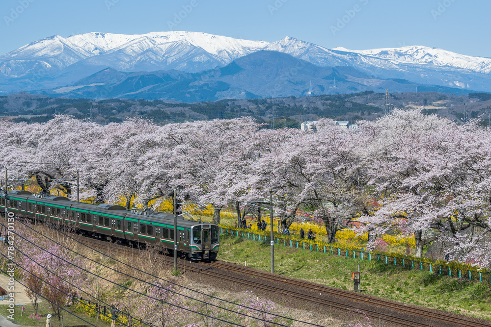 一目千本桜 満開のソメイヨシノが咲き誇る白石川堤を花見客を乗せて電車が走る