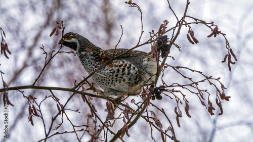 sparrow on branch
