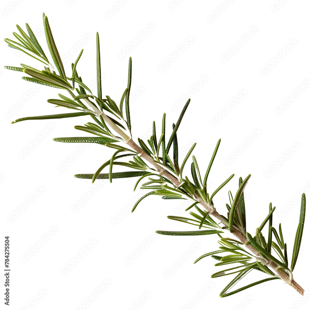 a single branch of rosemary a single branch of rosemary