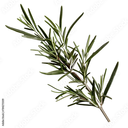 a single branch of rosemary 