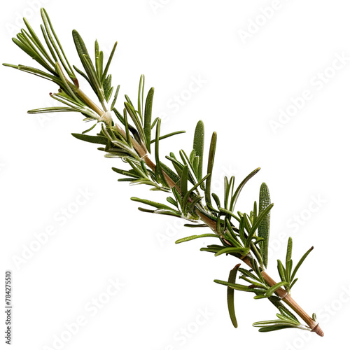 a single branch of rosemary 