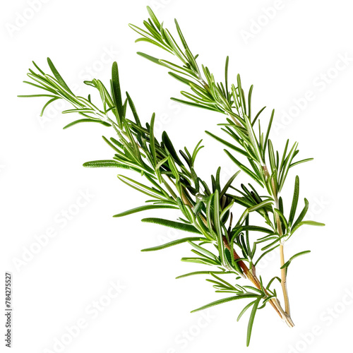 a single branch of rosemary 