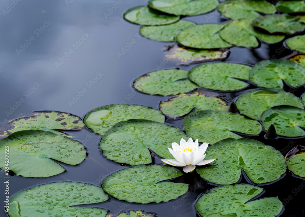 Lotus flower on in the pond