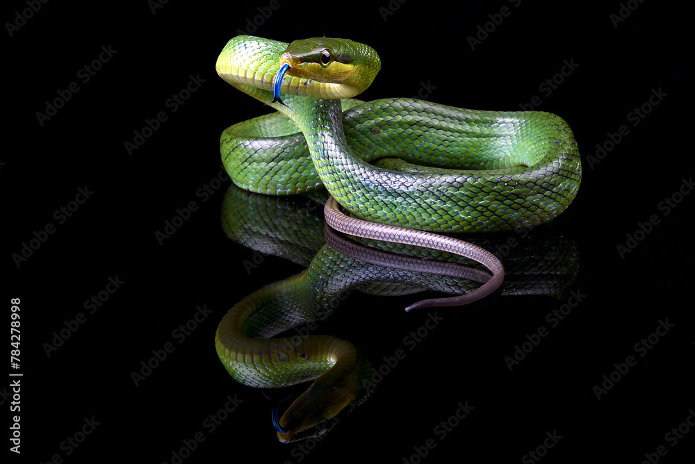 Fototapeta premium The red-tailed racer on a black background