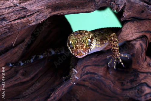 The muria rock gecko on a rock photo