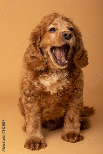 Studio portrait of an adult male cocker spaniel dog. He is sitting and looking at the camera. The background is beige. The dog is yawning. He is tired. © Angela