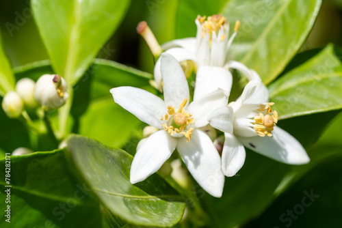 Fleurs d'oranger de Séville