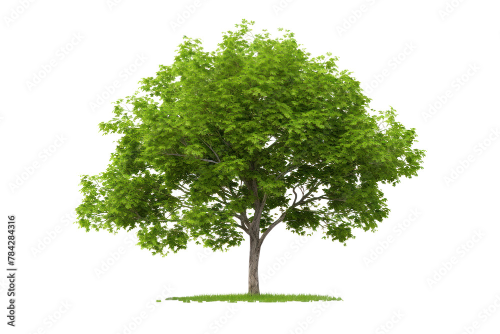 Minimalism style tree, simple leaves Straight slender trunk. Isolated on a transparent background. Minimalism style tree, simple leaves Straight slender trunk. Isolated on a transparent background.