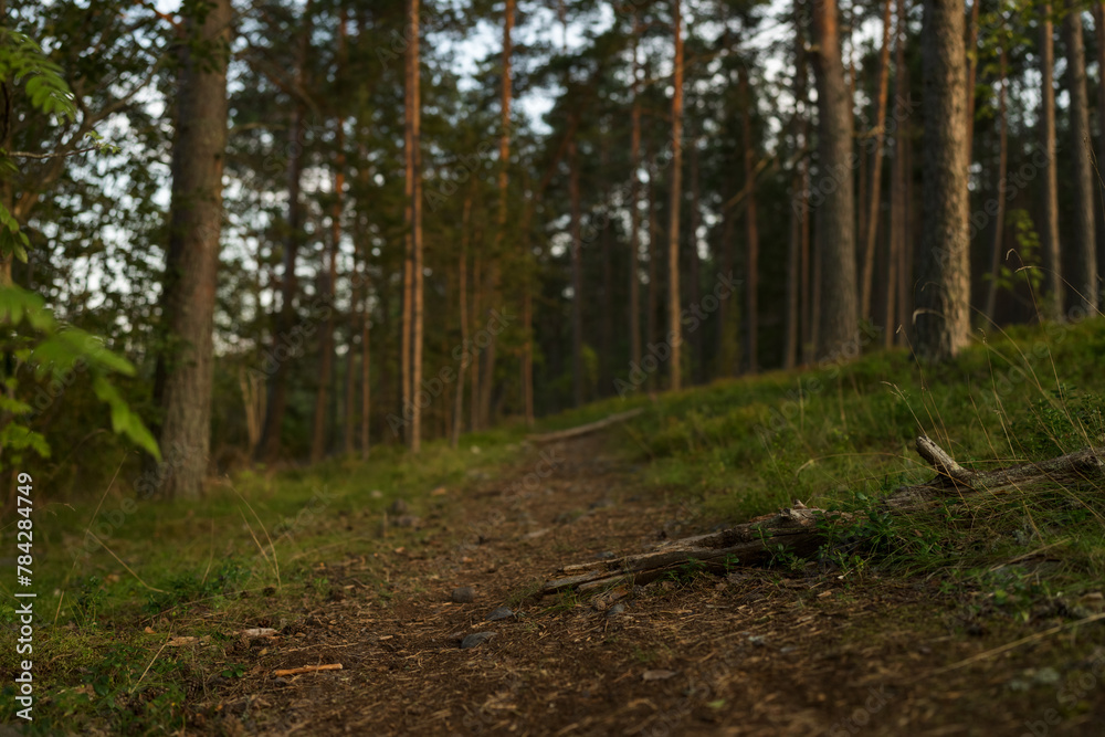 Pine forest after a large scale fire in France, Landscape of a burnt forest, New green vegetation after a forest fire