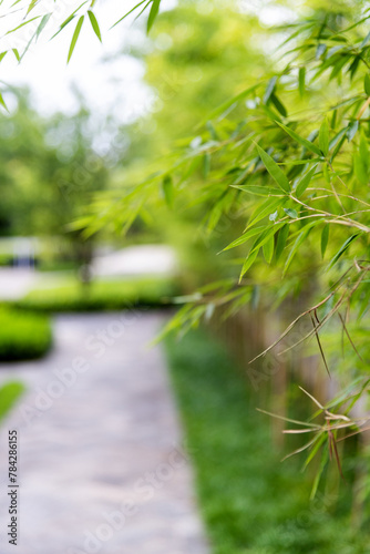 Bamboo tree in the garden