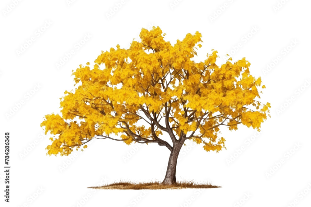 Sad tree, yellow leaves, bent trunk, isolated on transparent background. Sad tree, yellow leaves, bent trunk, isolated on transparent background.