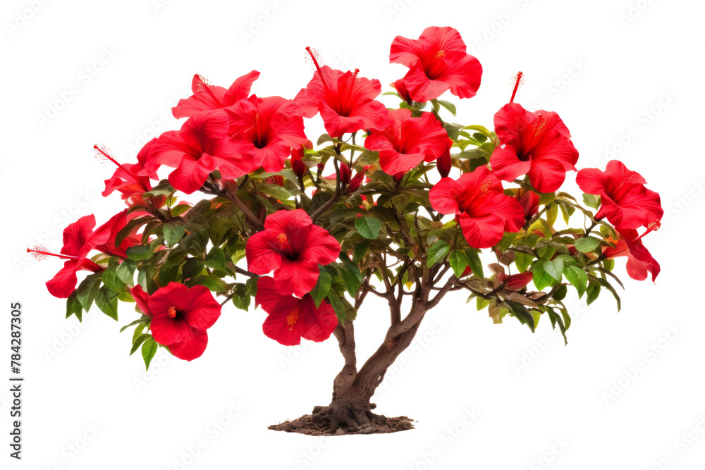 An image of the red hibiscus plant. Bright red hibiscus flowers in full bloom. Isolated on white background, Isolated on a transparent background.