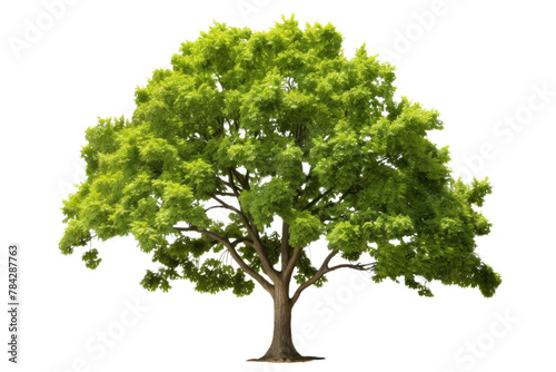 A minimalist style tree  Isolated on a transparent background.