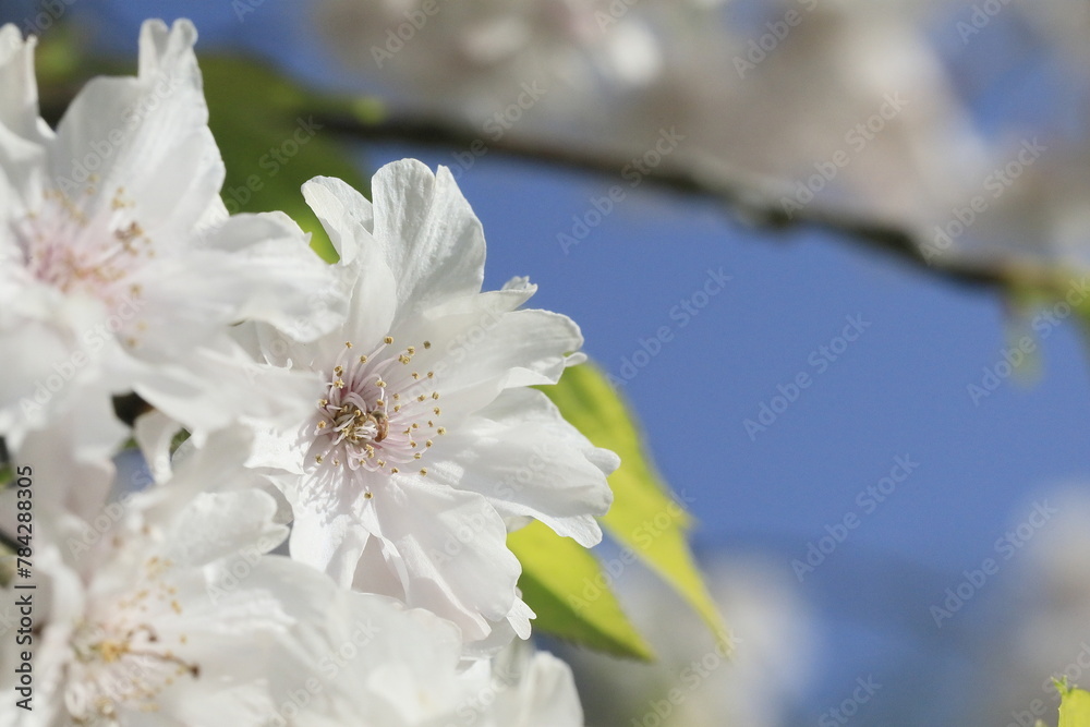 Obraz premium 日本のハス