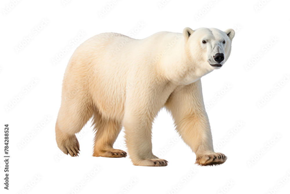 Polar bear cub isolated on white background in the Arctic winter, Isolated on transparent background. Polar bear cub isolated on white background in the Arctic winter, Isolated on transparent background.
