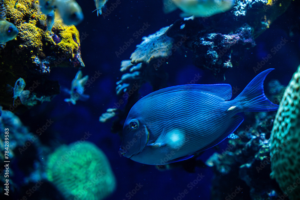 Marine life, colorful sea fishes swimming in a transparent glass water tank against the background of corals or aquatic plants, Blue Tang