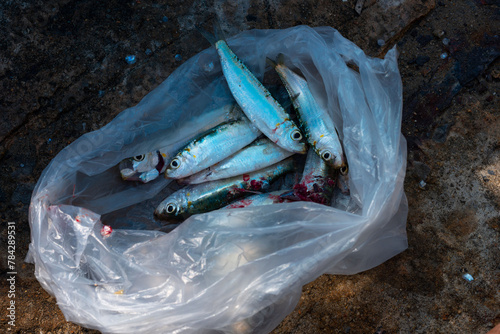 Fresh sardine fish in a plastic bag on ground. photo