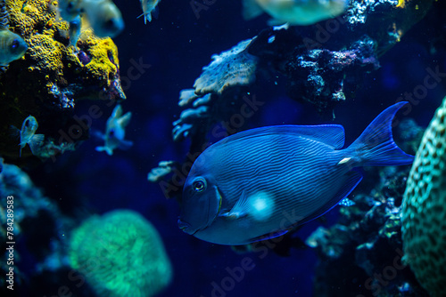 Marine life, colorful sea fishes swimming in a transparent glass water tank against the background of corals or aquatic plants, Blue Tang