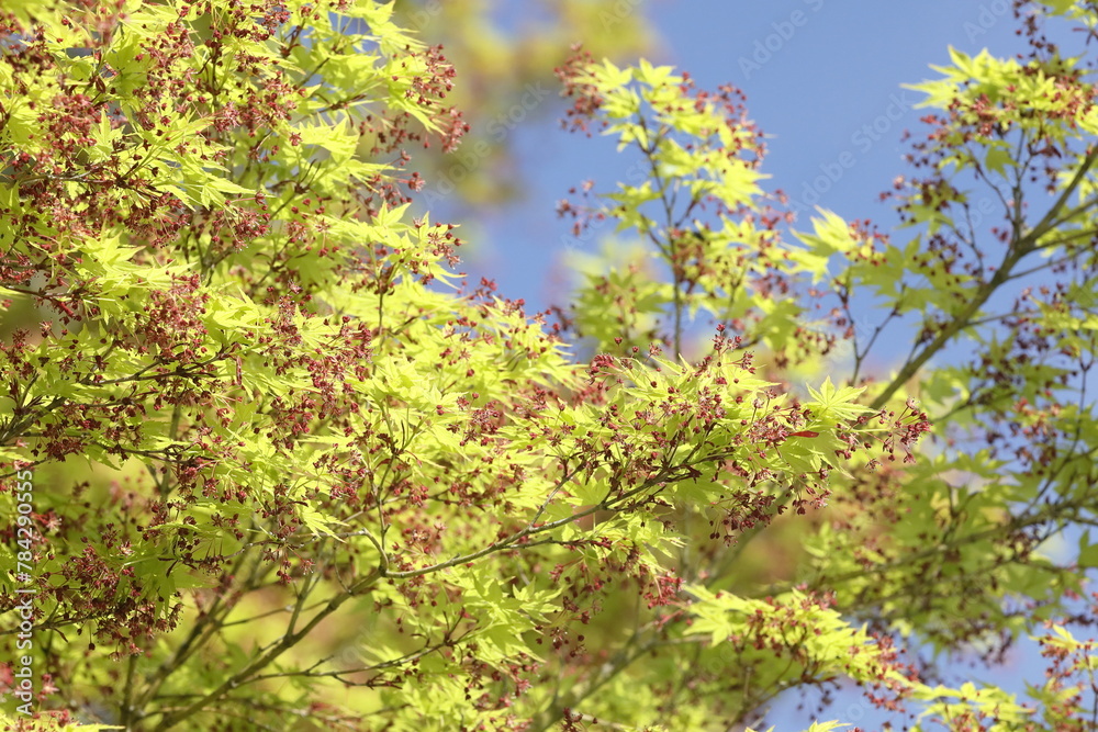 Fototapeta premium 春の紅葉、モミジの花