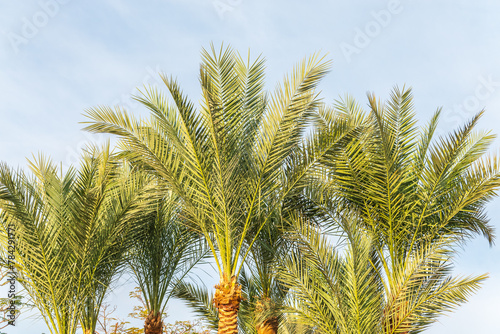 Palm tree with green leaves on blue background