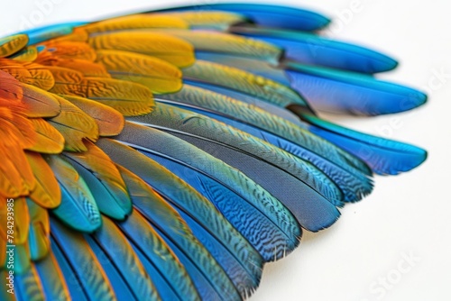 colorful feathers 