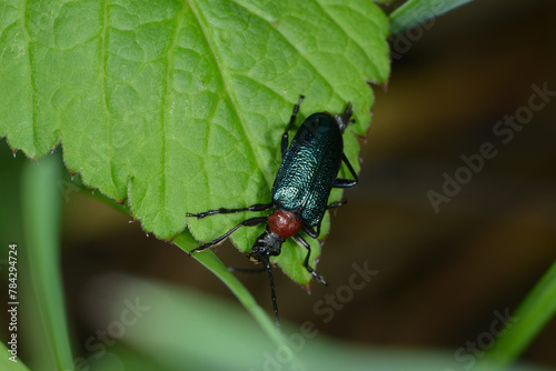 Blaubock, Carilia virginea, Syn.: Gaurotes virginea  auf einem Blatt photo