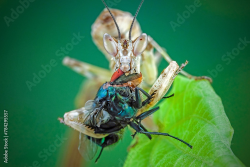 close up praying mantis with prey photo