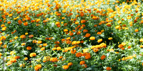 Marigold flowers blossom in the garden