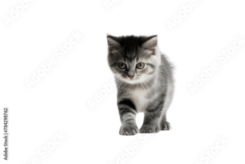 Little cat playing with his shadow, isolated on transparent background.
