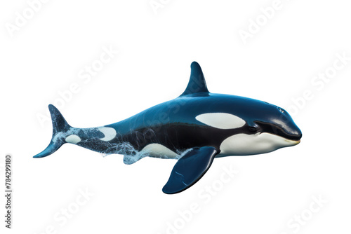 Killer whale swimming   isolated on transparent background.