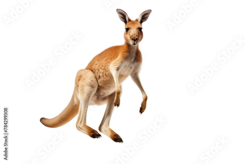 Kangaroo jumping , isolated on transparent background.