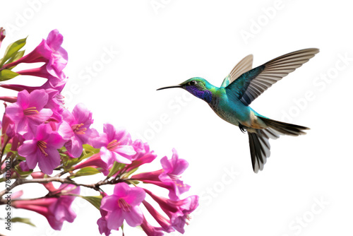 Hummingbird Flying to suck nectar from purple frangipani flowers , Isolated on transparent background.