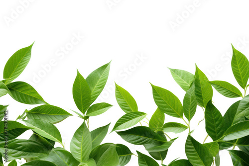 Green leaves placed on a white background The lines of the leaves are striking and eye-catching  isolated on transparent background.