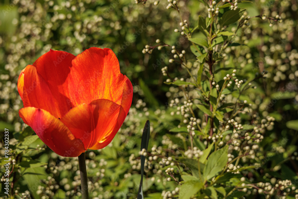 Tulpenblüte und Frühlingserwachen im Garten Tulpenblüte und Frühlingserwachen im Garten