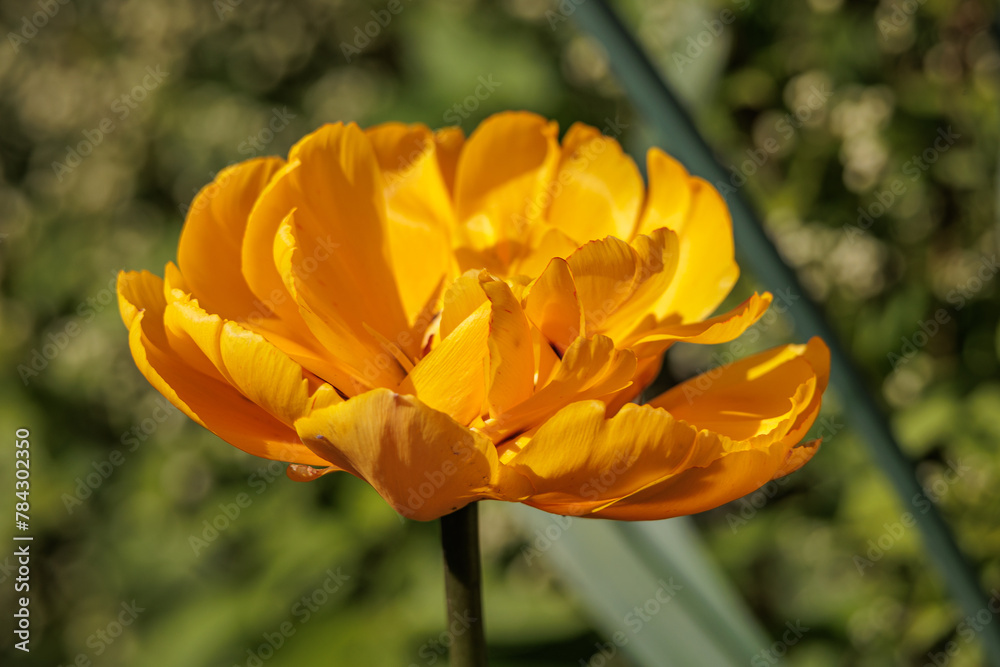 Tulpenblüte und Frühlingserwachen im Garten Tulpenblüte und Frühlingserwachen im Garten