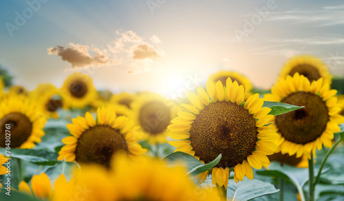 Fototapeta Naklejka Na Ścianę i Meble -  Blooming sunflowers under the sky