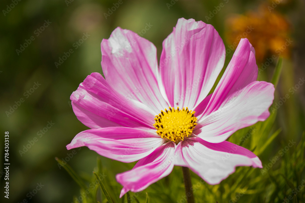 pink cosmos on italian alps