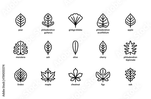 Plant leaves and their name vector linear icons. Isolated icon  collection of leaves plants pear, philodendron, ginkgo biloba, apple and more.