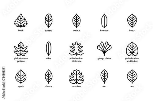 Plant leaves and their name vector linear icons. Isolated icon  collection of leaves plants birch, banana, walnut, bamboo and more.