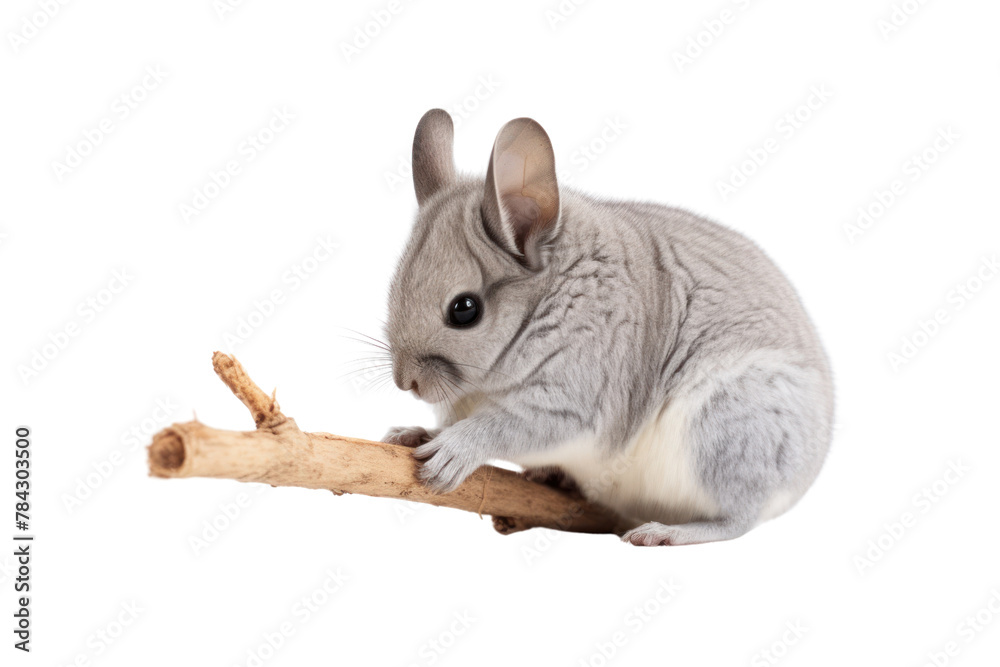 Obraz premium Gray chinchilla bathing in the sand, isolated on transparent background.