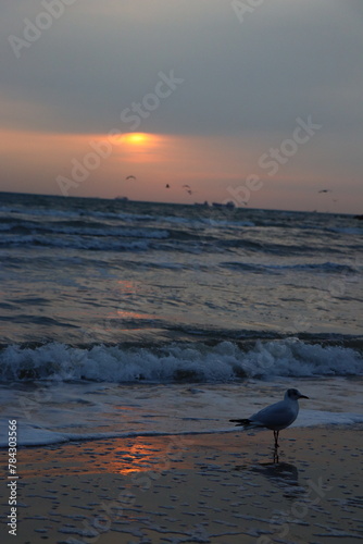 seagull seeing sunrise on the beach