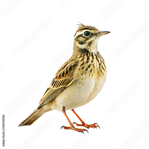 Lark isolated on transparent background