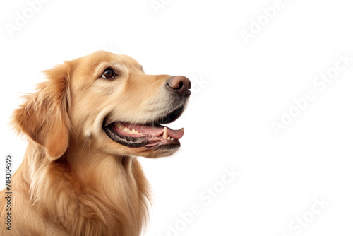 An adorable Golden Retriever dog. Isolated on a transparent background. © venusvi